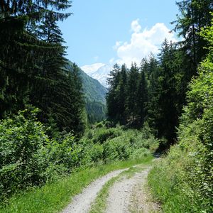 Preview wallpaper path, forest, trees, nature, landscape