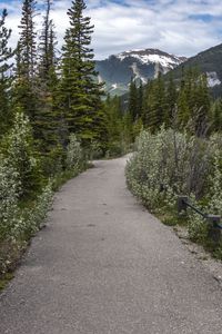 Preview wallpaper path, forest, trees, mountains, landscape
