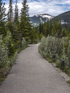 Preview wallpaper path, forest, trees, mountains, landscape