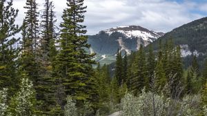 Preview wallpaper path, forest, trees, mountains, landscape