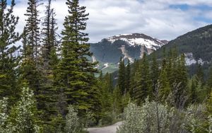 Preview wallpaper path, forest, trees, mountains, landscape