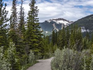 Preview wallpaper path, forest, trees, mountains, landscape
