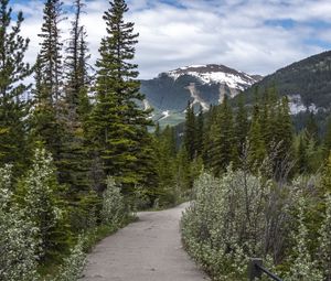 Preview wallpaper path, forest, trees, mountains, landscape