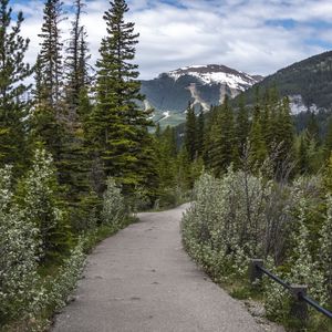 Preview wallpaper path, forest, trees, mountains, landscape
