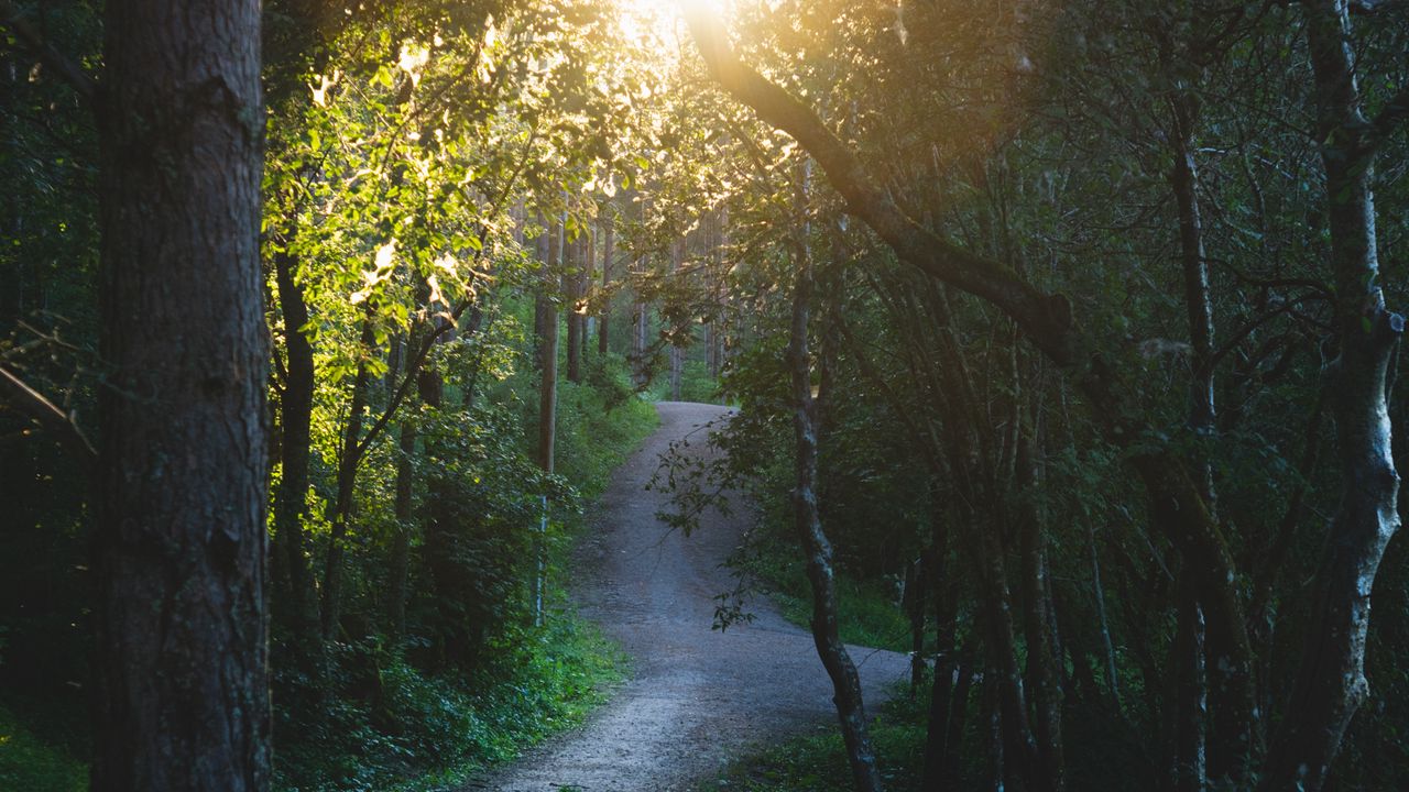 Wallpaper path, forest, trees, sun, nature