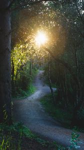 Preview wallpaper path, forest, trees, sun, nature