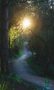 Preview wallpaper path, forest, trees, sun, nature