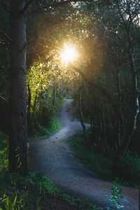 Preview wallpaper path, forest, trees, sun, nature