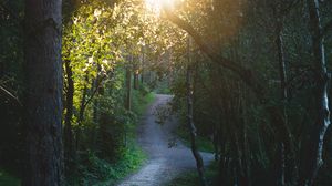 Preview wallpaper path, forest, trees, sun, nature