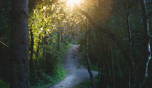 Preview wallpaper path, forest, trees, sun, nature