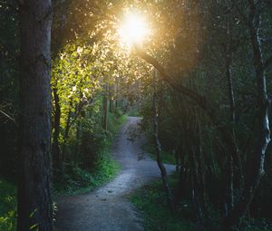 Preview wallpaper path, forest, trees, sun, nature