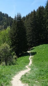 Preview wallpaper path, forest, trees, mountains, landscape, greenery