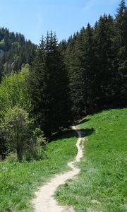 Preview wallpaper path, forest, trees, mountains, landscape, greenery