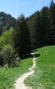 Preview wallpaper path, forest, trees, mountains, landscape, greenery