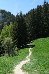 Preview wallpaper path, forest, trees, mountains, landscape, greenery