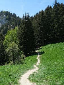 Preview wallpaper path, forest, trees, mountains, landscape, greenery