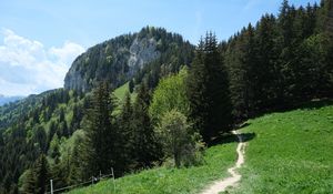 Preview wallpaper path, forest, trees, mountains, landscape, greenery