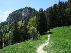 Preview wallpaper path, forest, trees, mountains, landscape, greenery