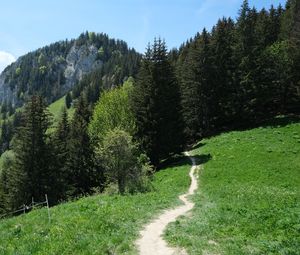 Preview wallpaper path, forest, trees, mountains, landscape, greenery