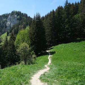 Preview wallpaper path, forest, trees, mountains, landscape, greenery