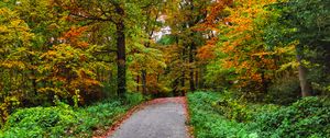 Preview wallpaper path, forest, trees, autumn, nature, bright