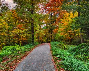 Preview wallpaper path, forest, trees, autumn, nature, bright