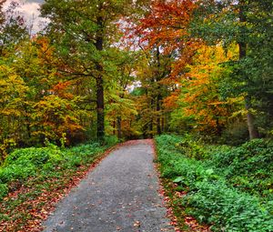 Preview wallpaper path, forest, trees, autumn, nature, bright
