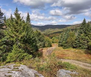 Preview wallpaper path, forest, trees, hills, landscape