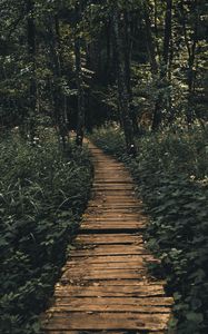 Preview wallpaper path, forest, wooden