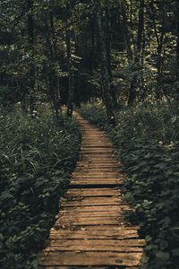 Preview wallpaper path, forest, wooden