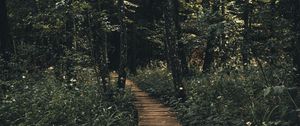 Preview wallpaper path, forest, wooden