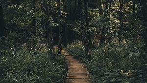 Preview wallpaper path, forest, wooden