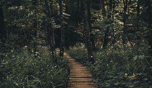 Preview wallpaper path, forest, wooden