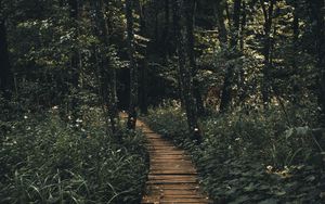 Preview wallpaper path, forest, wooden