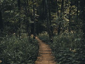Preview wallpaper path, forest, wooden