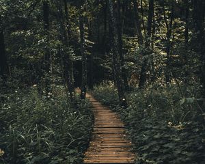 Preview wallpaper path, forest, wooden
