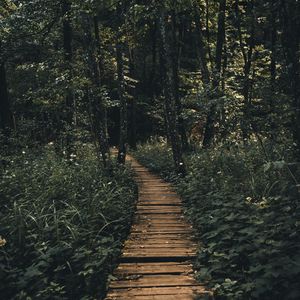 Preview wallpaper path, forest, wooden