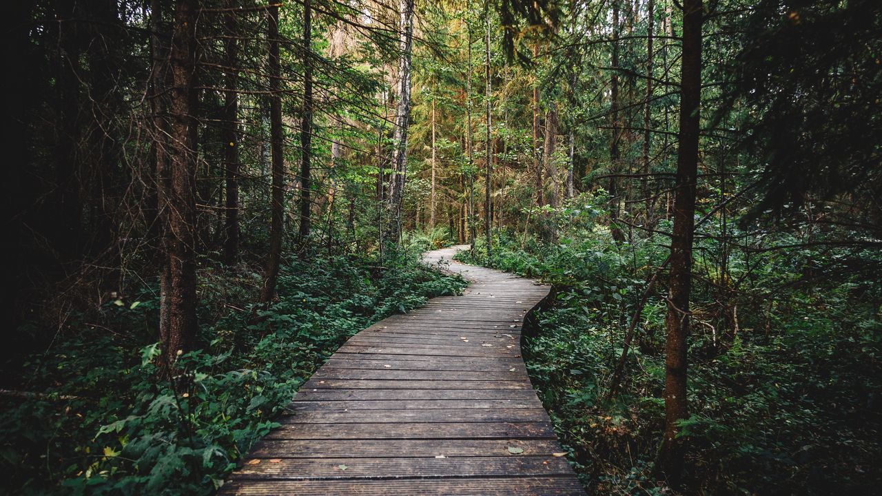 Wallpaper path, forest, wooden, nature