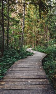 Preview wallpaper path, forest, wooden, nature