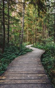 Preview wallpaper path, forest, wooden, nature