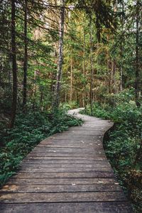 Preview wallpaper path, forest, wooden, nature