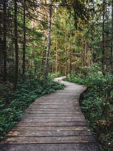 Preview wallpaper path, forest, wooden, nature