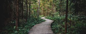 Preview wallpaper path, forest, wooden, nature