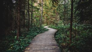 Preview wallpaper path, forest, wooden, nature
