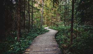 Preview wallpaper path, forest, wooden, nature