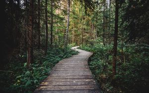 Preview wallpaper path, forest, wooden, nature