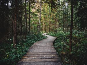 Preview wallpaper path, forest, wooden, nature