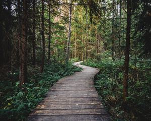 Preview wallpaper path, forest, wooden, nature