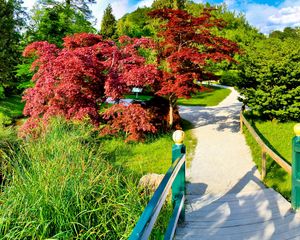 Preview wallpaper path, fork, garden, trees