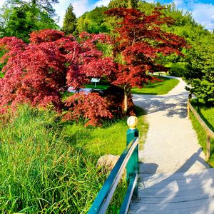 Preview wallpaper path, fork, garden, trees